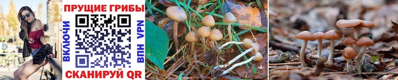Псилоцибиновые грибы MAGIC MUSHROOMS  Артёмовск 